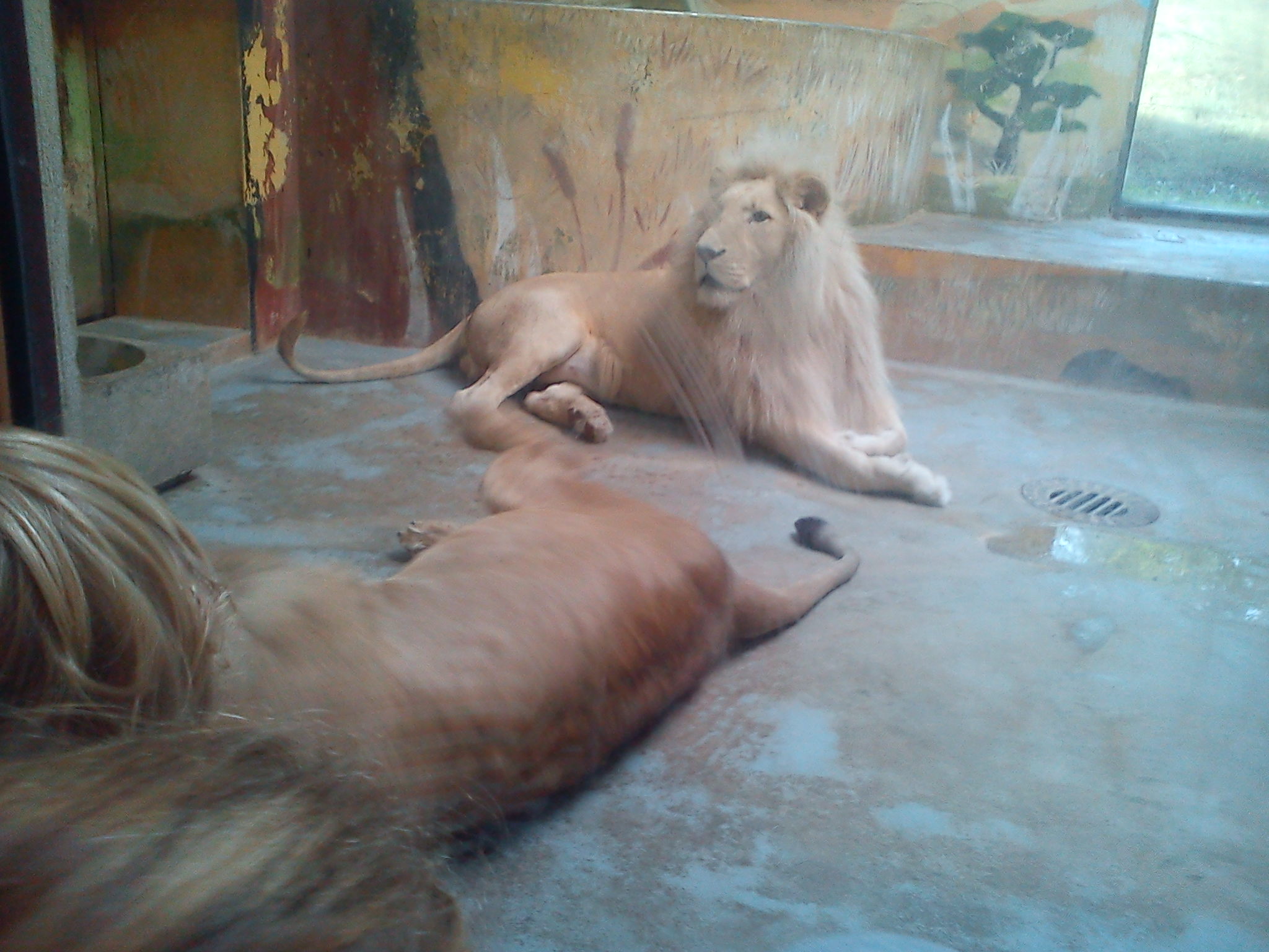 S OLO do ZOO